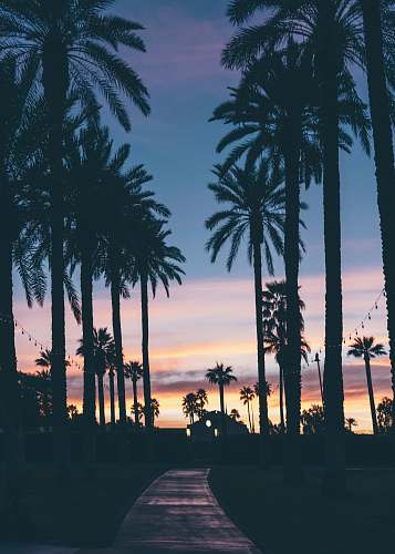 palm tree silhouette of houses beside palm trees and pathway arecaceae